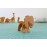 Формы для печенья 3d, Лев, серия Safari, Suck Uk