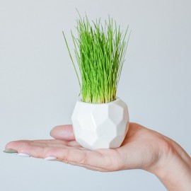 Набор для выращивания eco мини-кашпо "Камушек", H 5,5 см, Экочеловеки