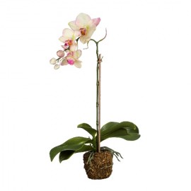 Орхидея, SILK-KA