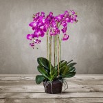 Орхидея, SILK-KA